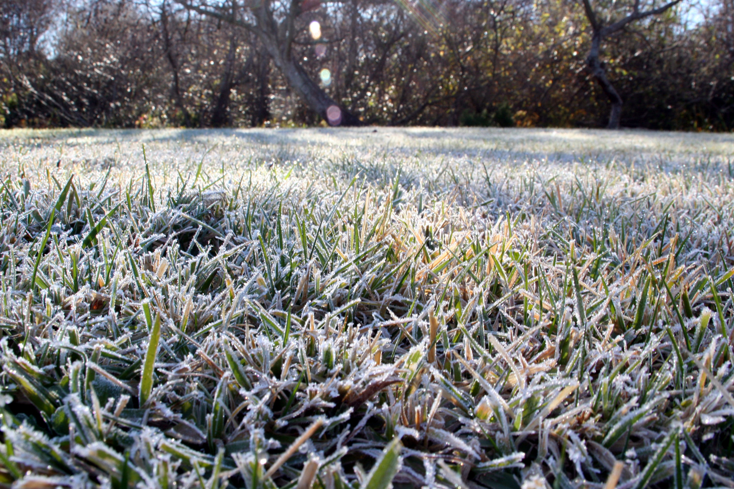 low angle of frosted grass, intentional flare to emphasize sun on frost