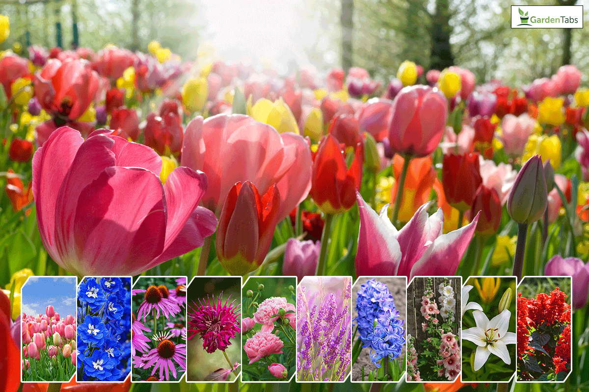 Multi-colored tulips in a park, 10 Zone 5 Perennials That Like Full Sun