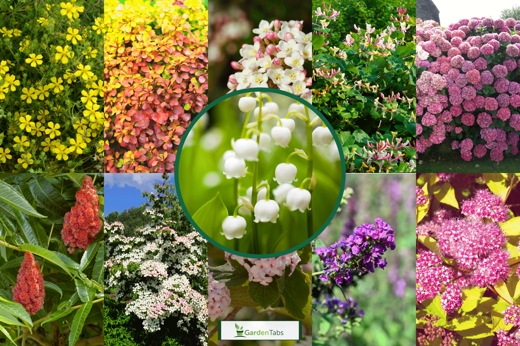 Collaged photo of different deciduous flowers, 11 Deciduous Flowering Shrubs For Your Garden