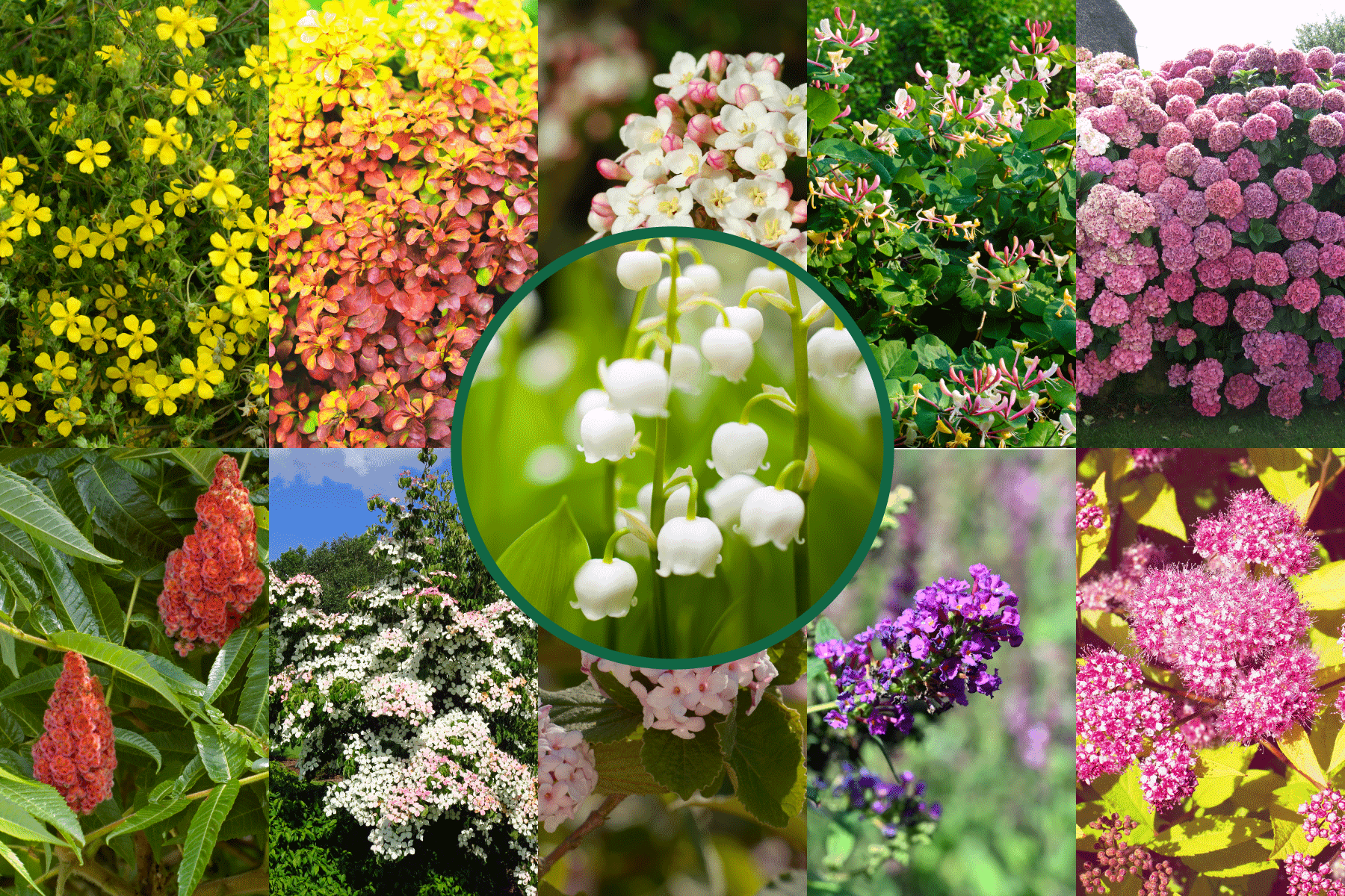 Collaged photo of different deciduous flowers