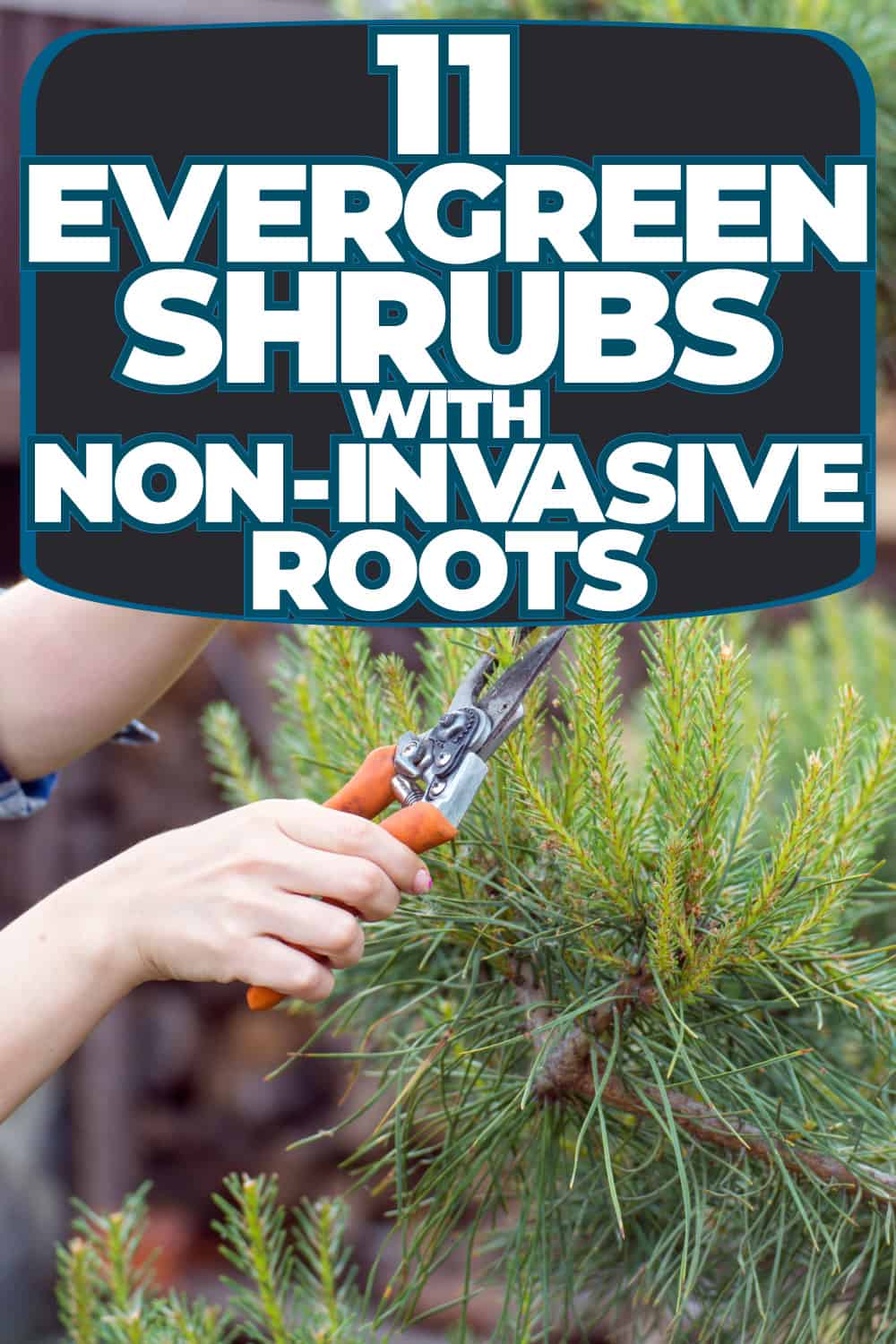 11 Evergreen Shrubs With Non Invasive Roots