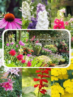 A collaged photo of perennial flowers, 11 Great Perennials For Back Of Border