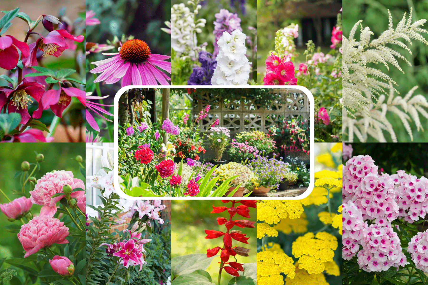 A collaged photo of perennial flowers