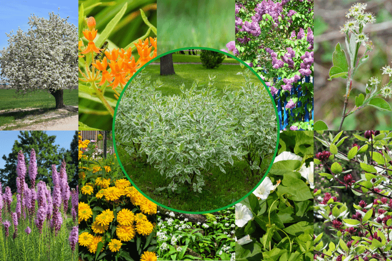 A collaged photo of butterfly attracting flowers, 11 Zone 4 Plants That Attract Butterflies