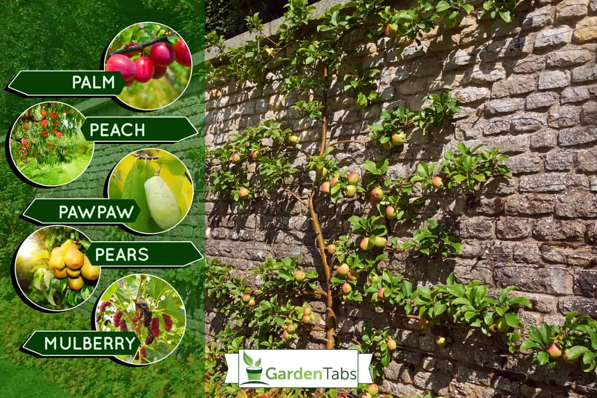 An apple on a tree in an English orchard in summer time, 11 Great Fruit Trees For Zone 5