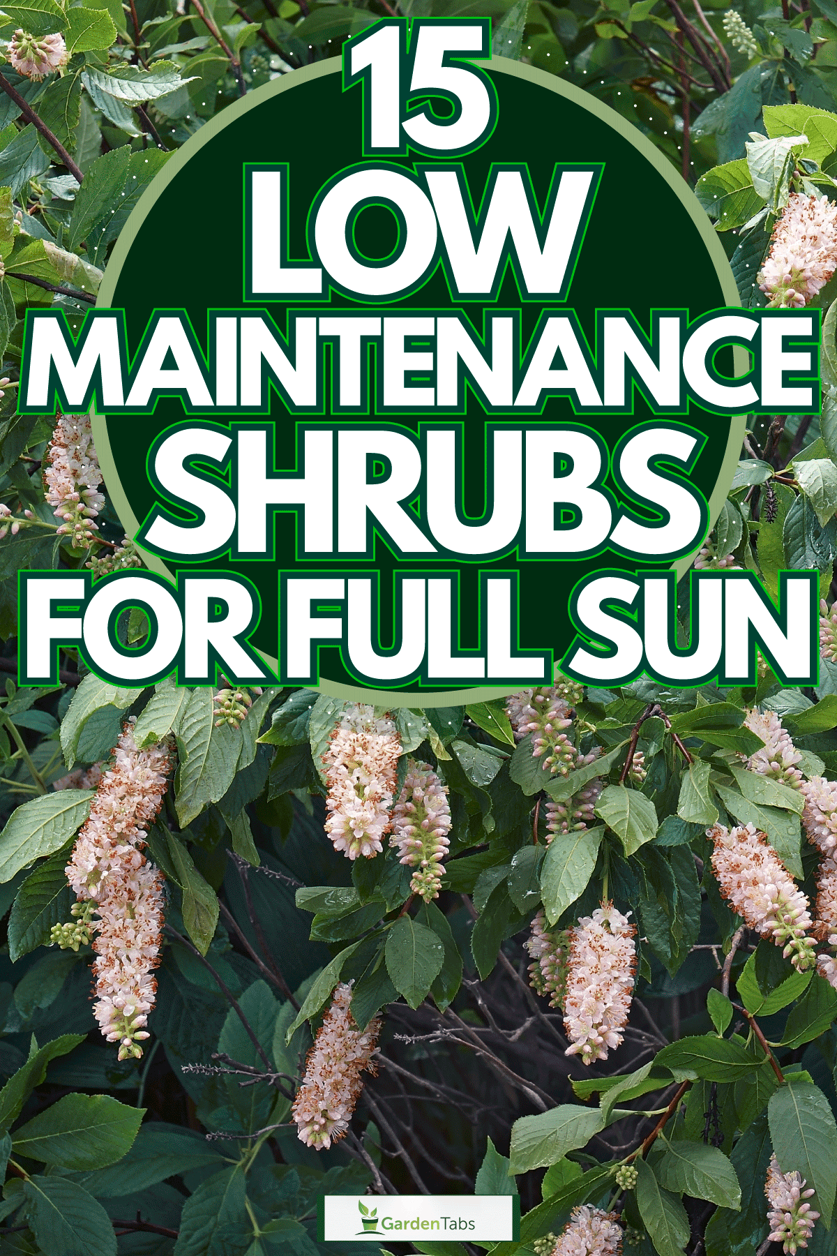 A big summersweet shrub at the garden, 15 Low Maintenance Shrubs For Full Sun