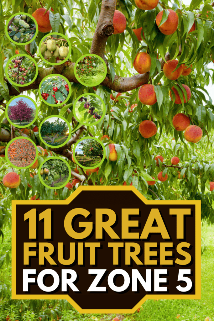11 Great Fruit Trees For Zone 5