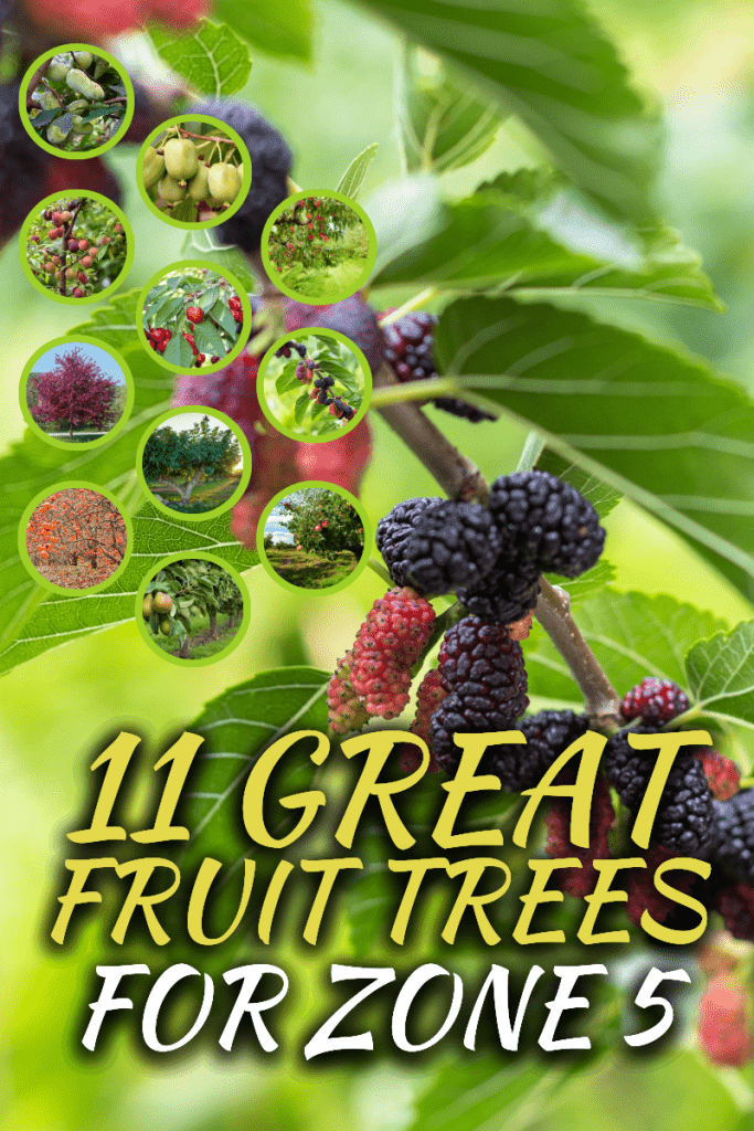 11 Great Fruit Trees For Zone 5