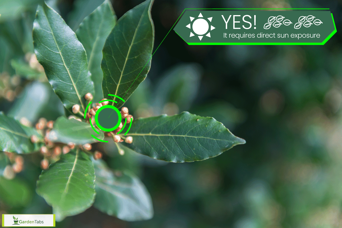 Bay leaf refers to the aromatic leaves of several plants used in cooking, Do Laurels Need Sun