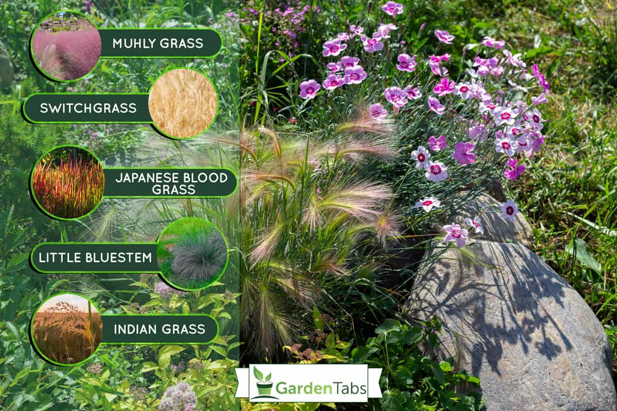 Perrenial garden with decorative cereal grasses. Foxtail barley festuca carnations and spirea Golden princess in rockery, 9 Beautiful Perennial Grasses for Zone 5