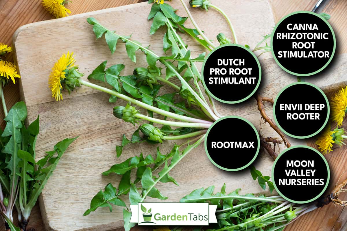 Whole dandelion plant with root on a table, top view, 7 Best Root Stimulators For Plants