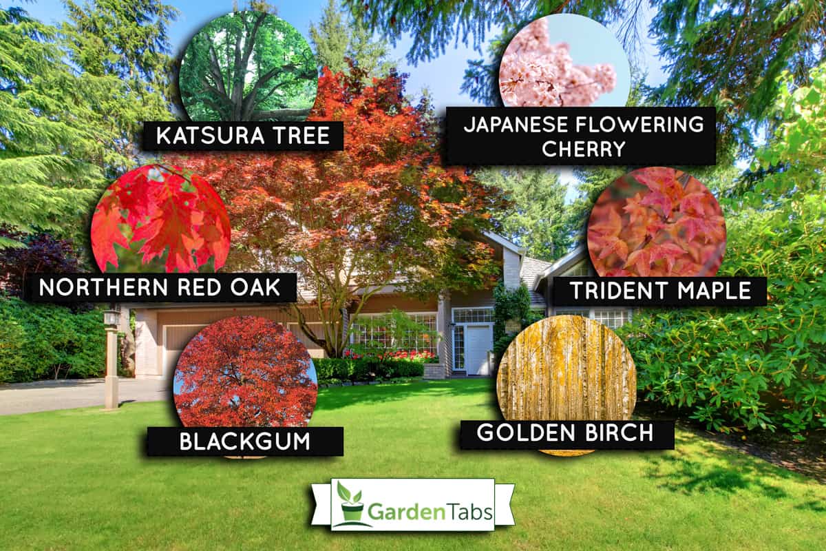 Beautiful green front garden with brown house, 7 Shade Trees For Your Zone 5 Backyard