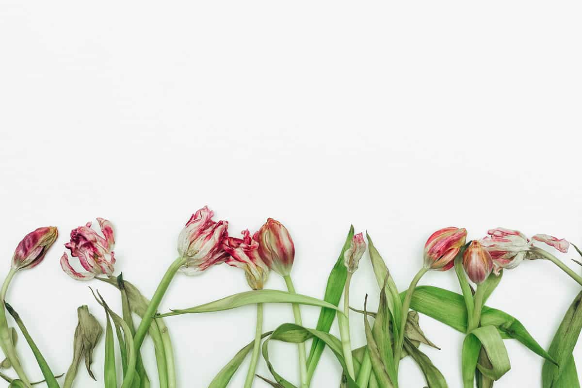 9 pink dried tulips on a white background. Empty space for text on top. After the holiday. dying flowers