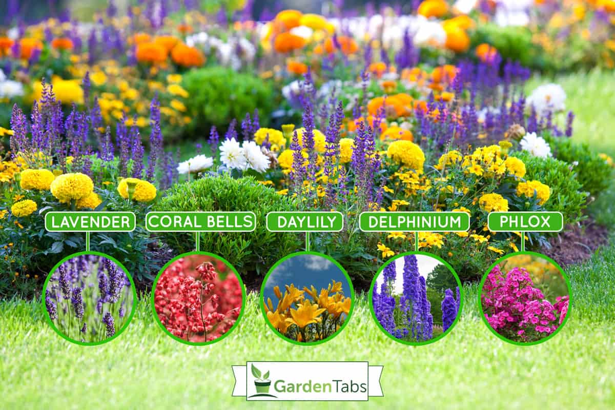 Multicolored-flowerbed-on-a-lawn, 5 Zone 5 Perennials That Bloom All Summer