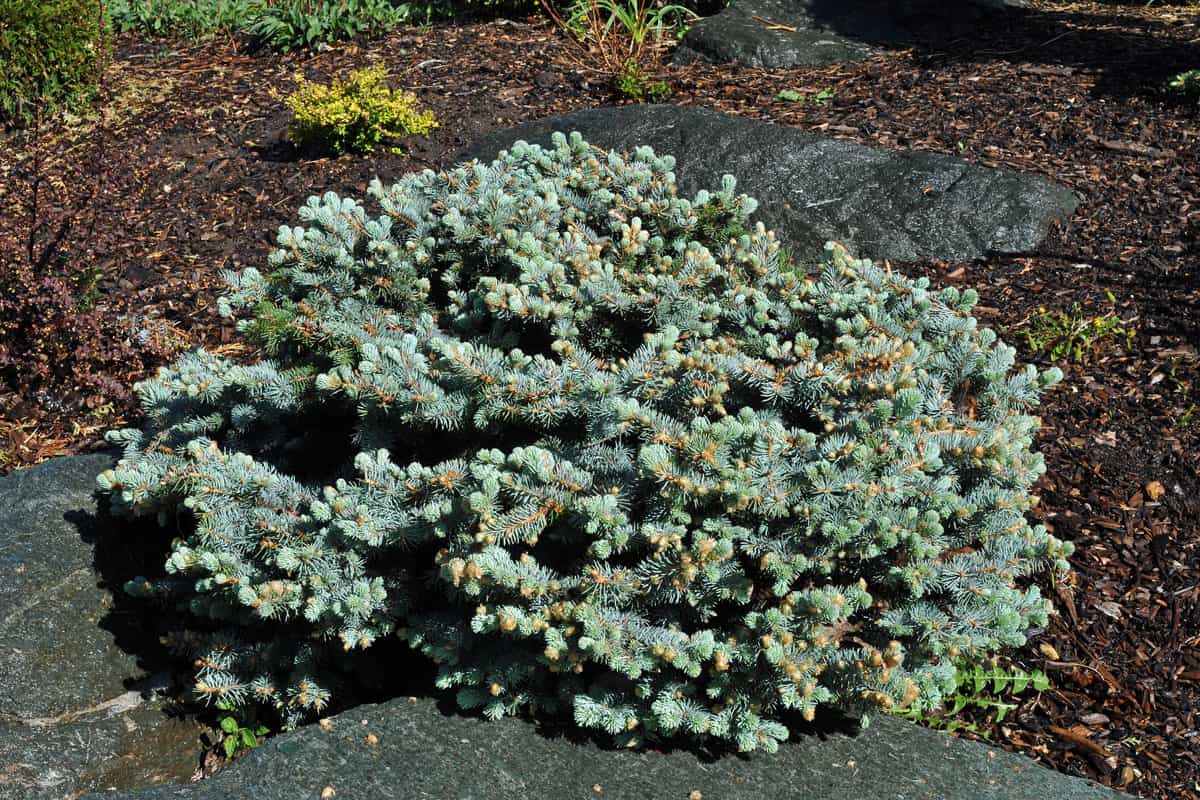 A big round bush of Dwarf Globe Blue Spruce