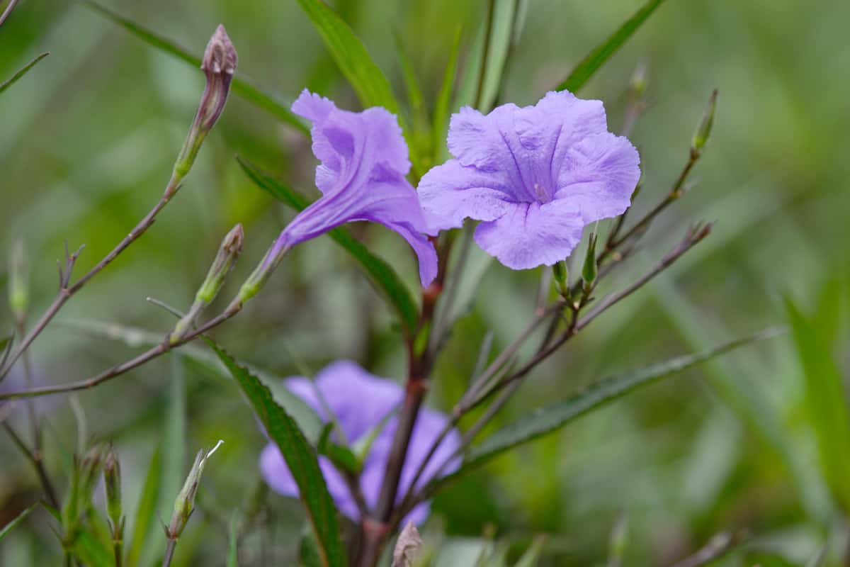 A blooming purple Mexican Petunia