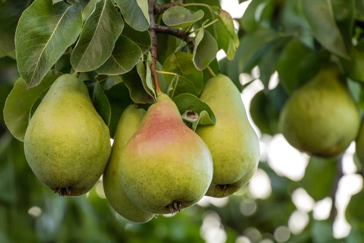 A bunch of pears in the tree