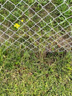 A chain link metal fence for backyard garden security, Neighbors Weeds Growing Into My Yard - What To Do?