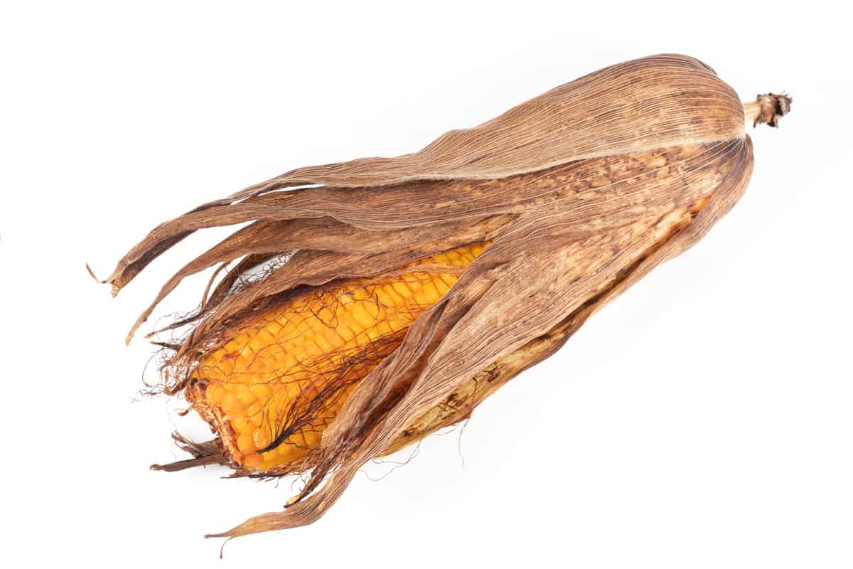A corn on a white background