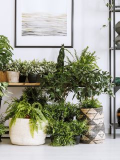 A corner full of indoor plants in a white living room, Best Indoor Compost For Plants [And How To Apply]