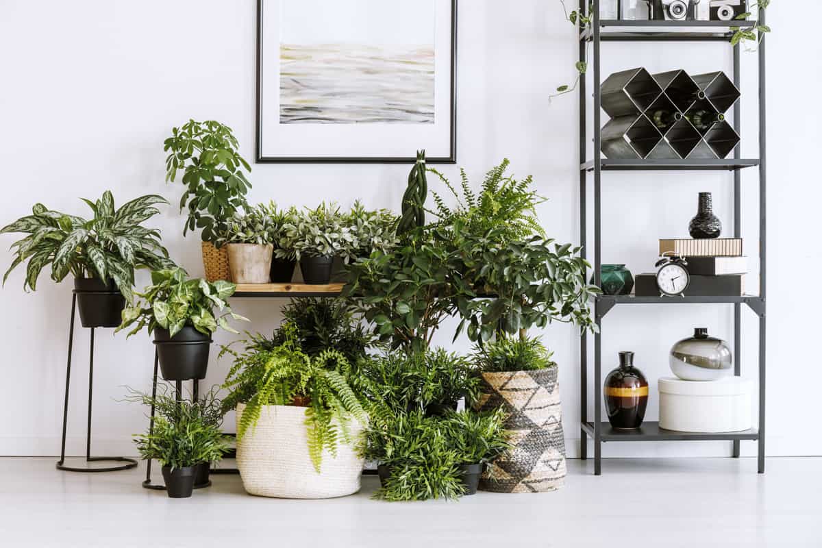 A corner full of indoor plants in a white living room