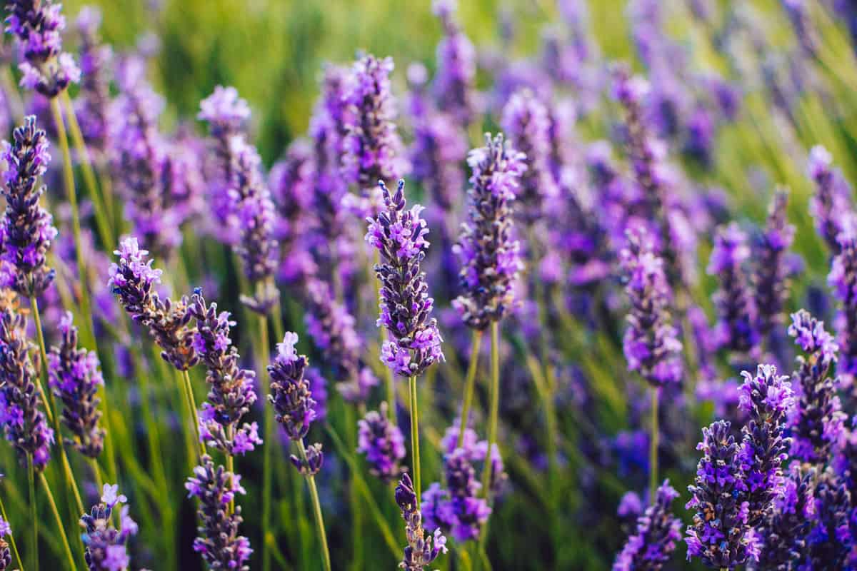 A field of blooming and wild lavender flowers at a mountain
