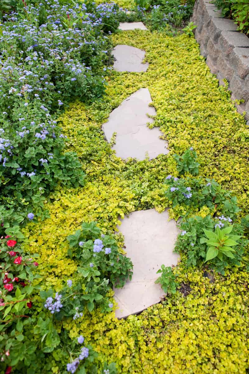 A garden footpath surrounded by groundcover.