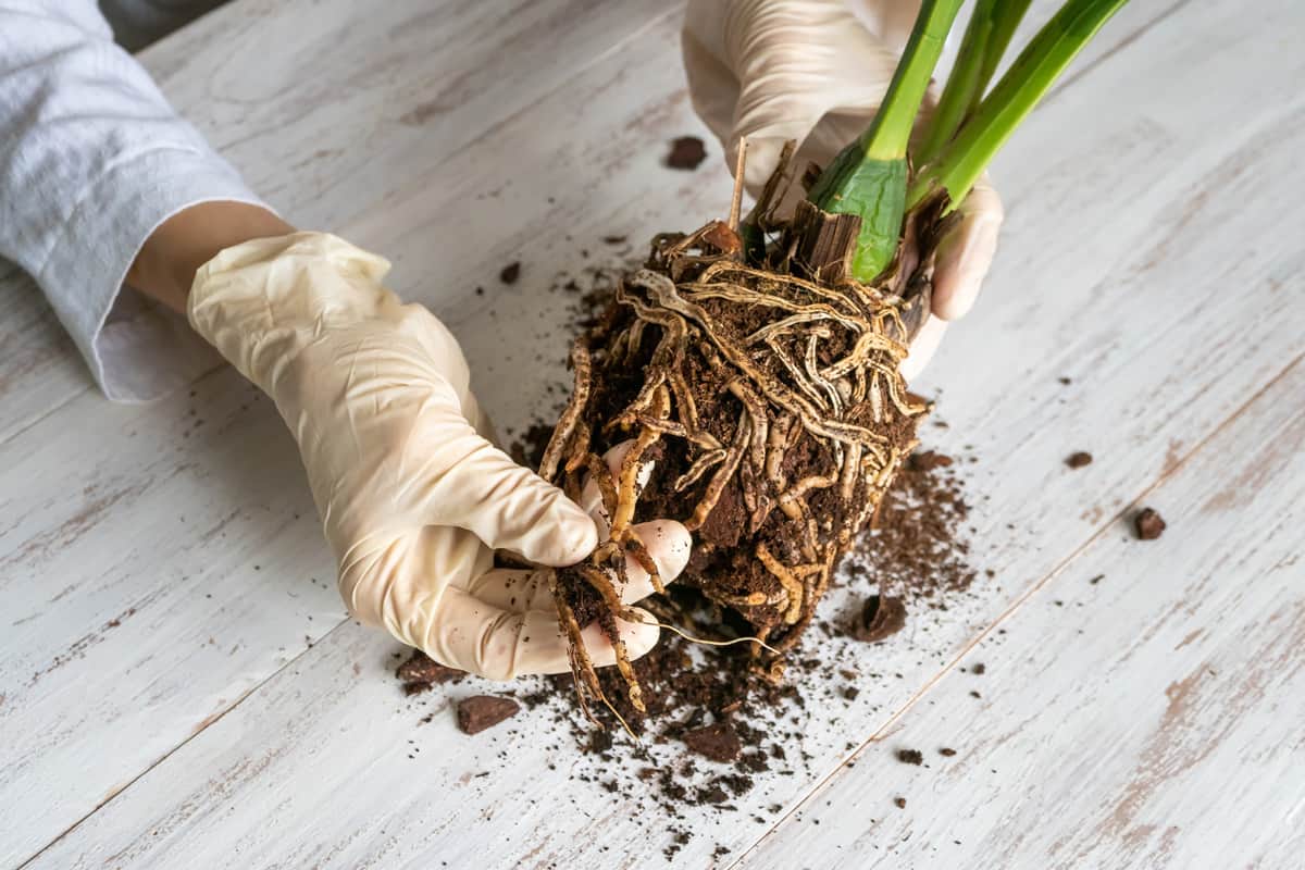  A gloved hand shows the damaged diseased orchid roots on the table. Close-up of the affected orchid roots. The plant needs to be transplanted.