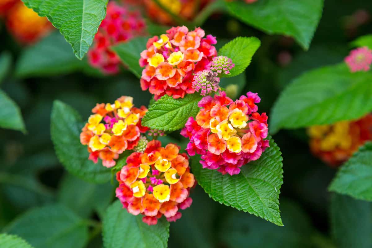 A gorgeous Pink and yellow lantana flower at the garden