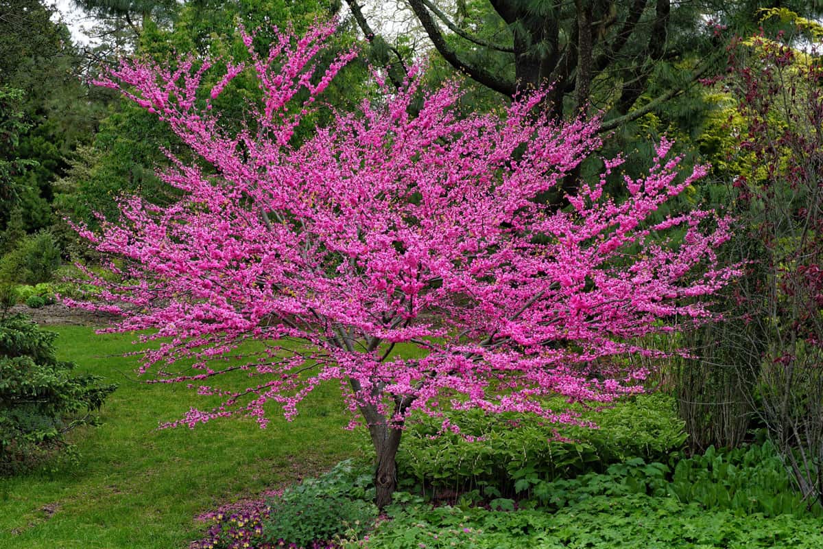A gorgeous pink Redbud tree at a garden