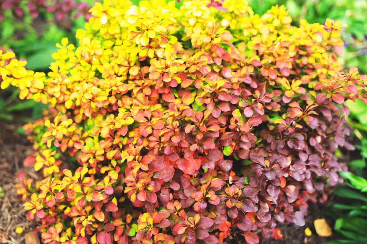 A gradient of yellow and red of a barberry bush photographed in the garden