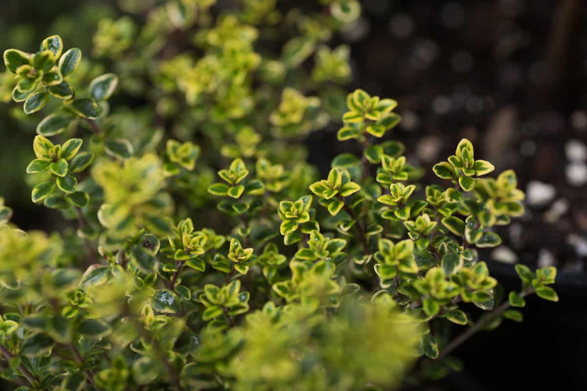 A grown and healthy Archer's Gold Lemon Thyme in a garden