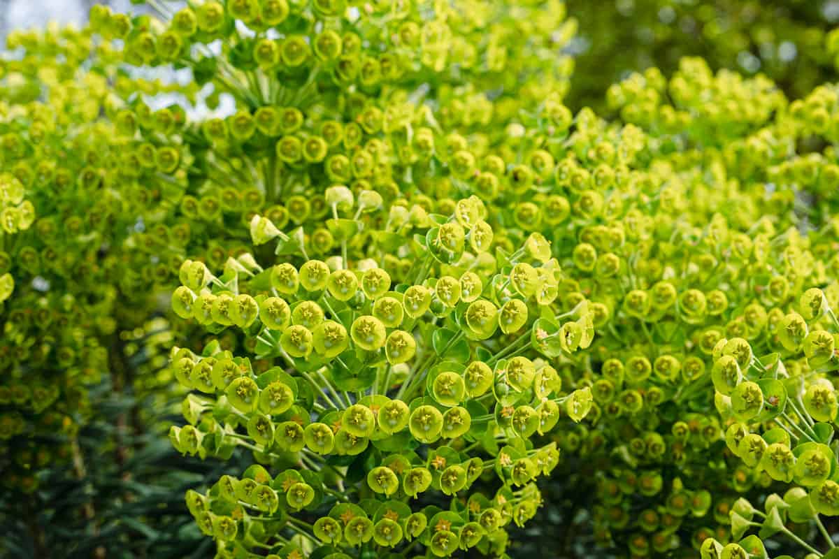 A huge bunch of Mediterranean spurge photographed up close