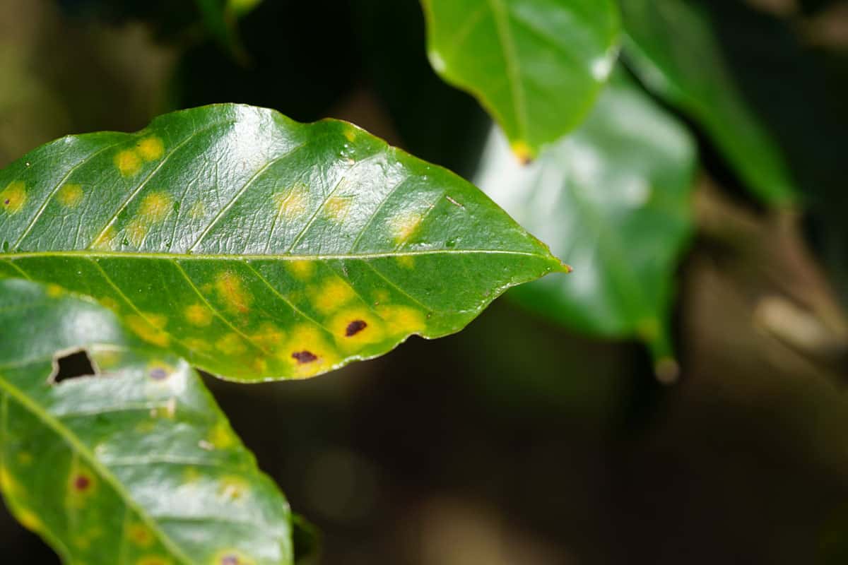 A leaf with brown spot disease