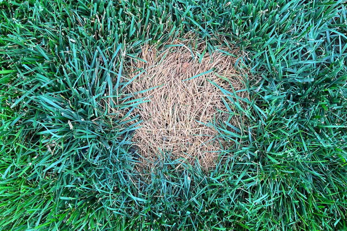 A patch of dead or withered grass