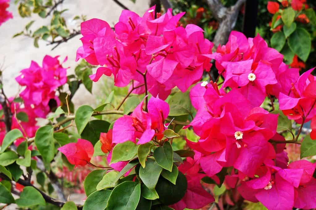 A pink Bougainvilla in the garden
