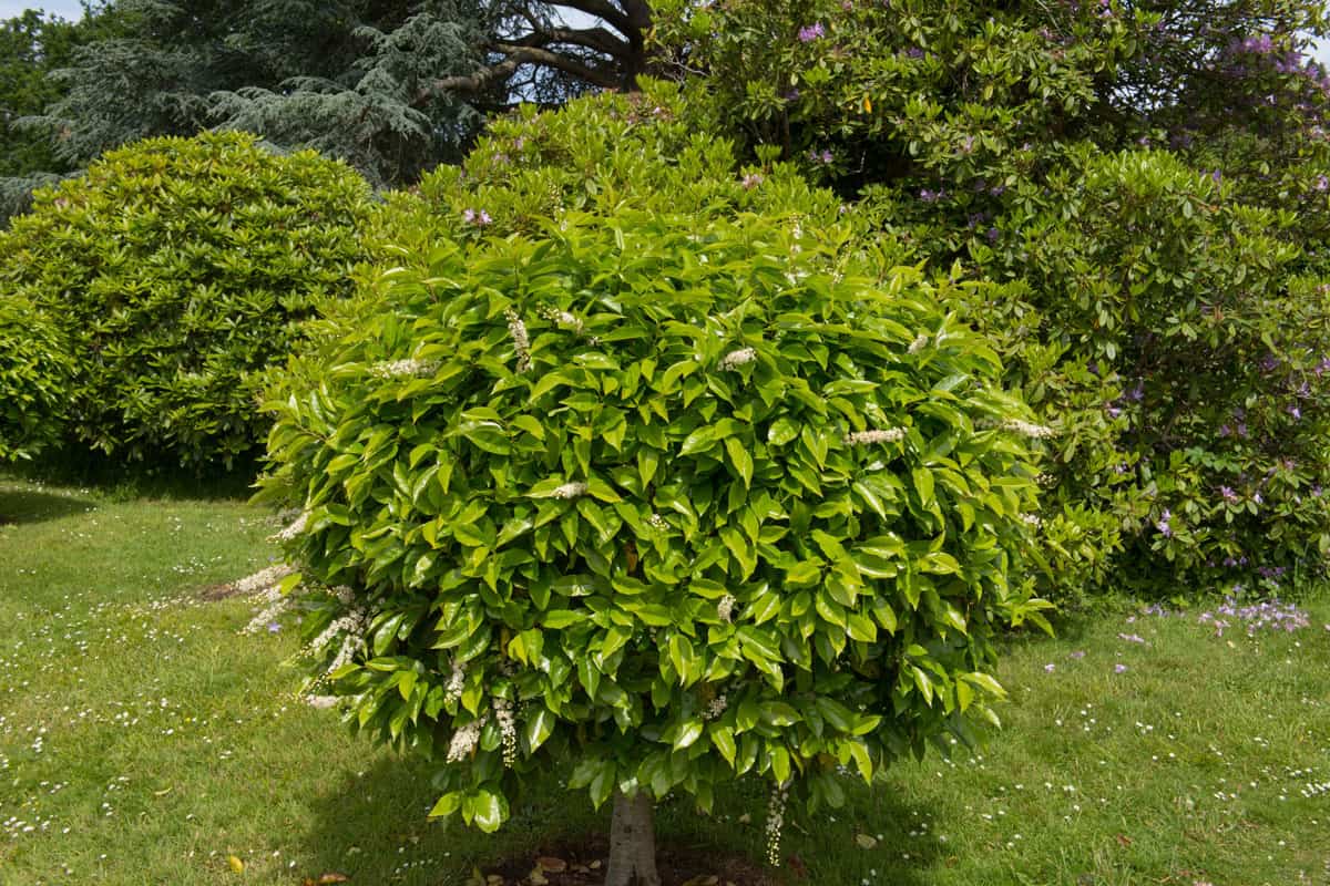 A properly maintained Cherry laurel tree