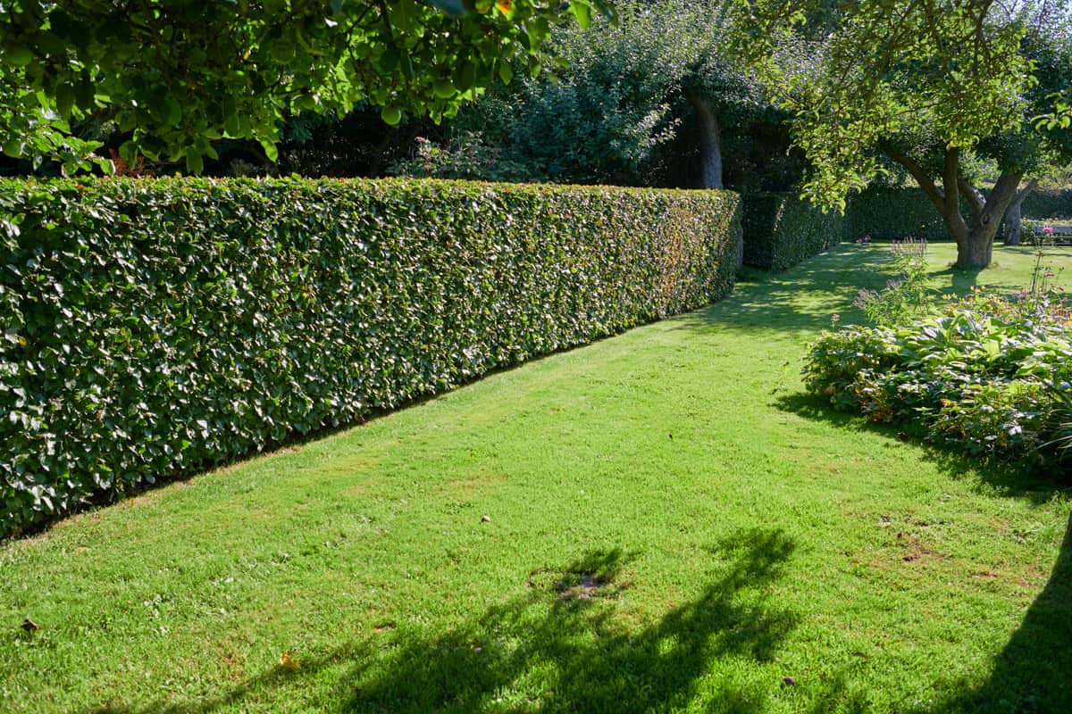 A properly maintained garden hedge