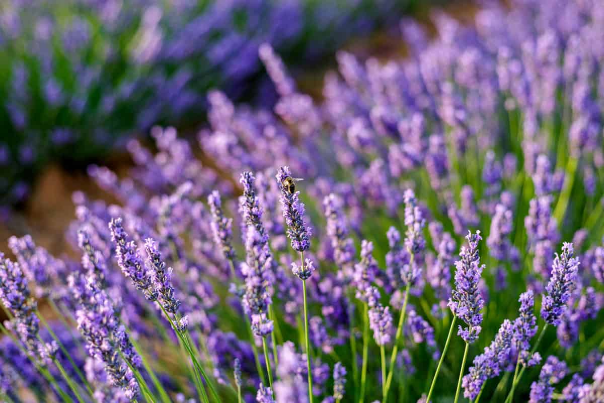 A small field of lavender flowers