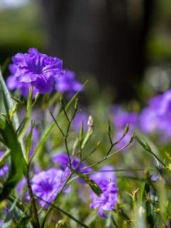 A small field of purple Mexican Petunias, How To Overwinter Mexican Petunias