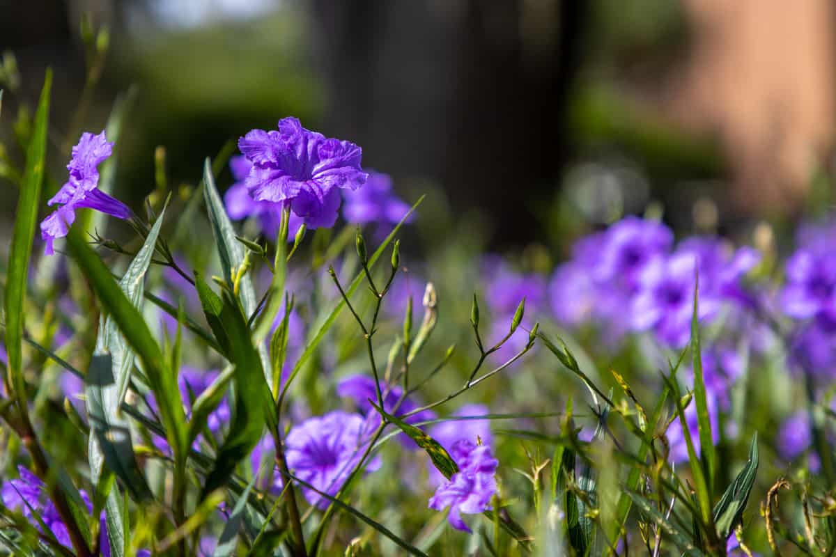 A small field of purple Mexican Petunias