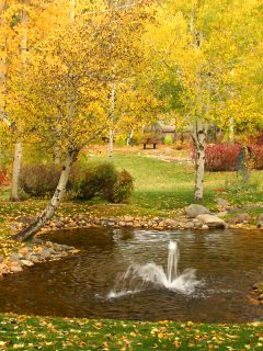 A small pond surrounded with aspen trees, What To Plant Under Aspen Trees [8 Suggestions]