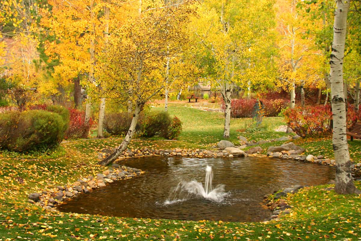 A small pond surrounded with aspen trees