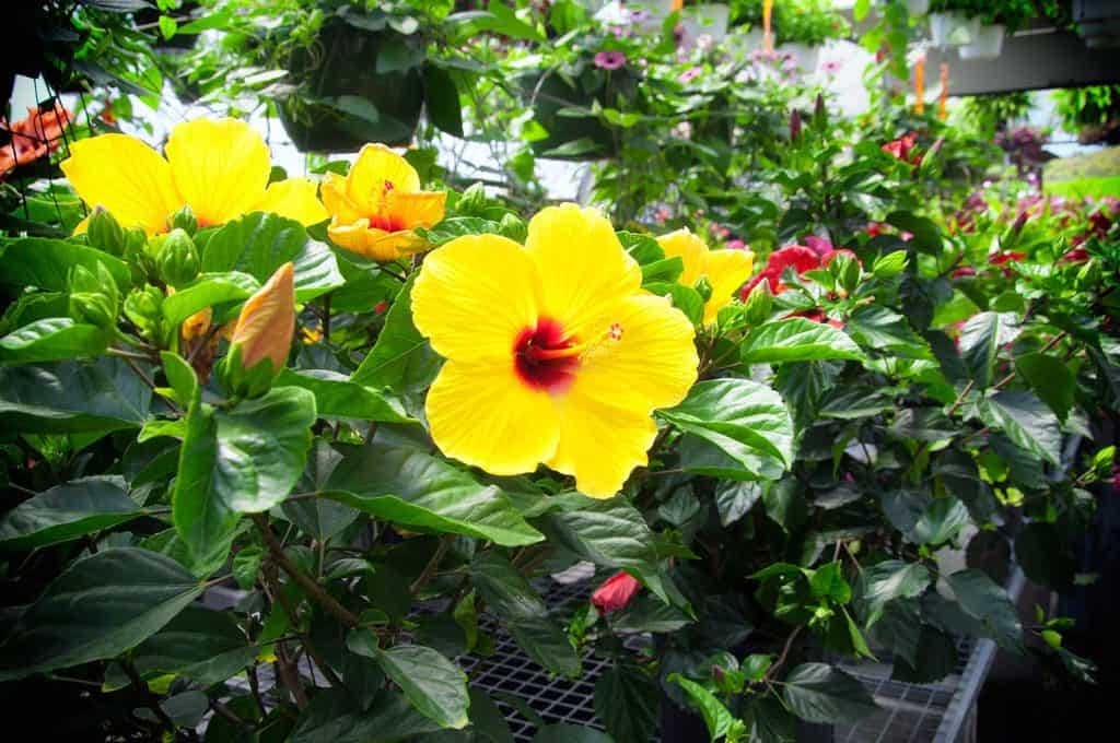 A sunset variety of a blooming hibiscus flower in a greenhouse