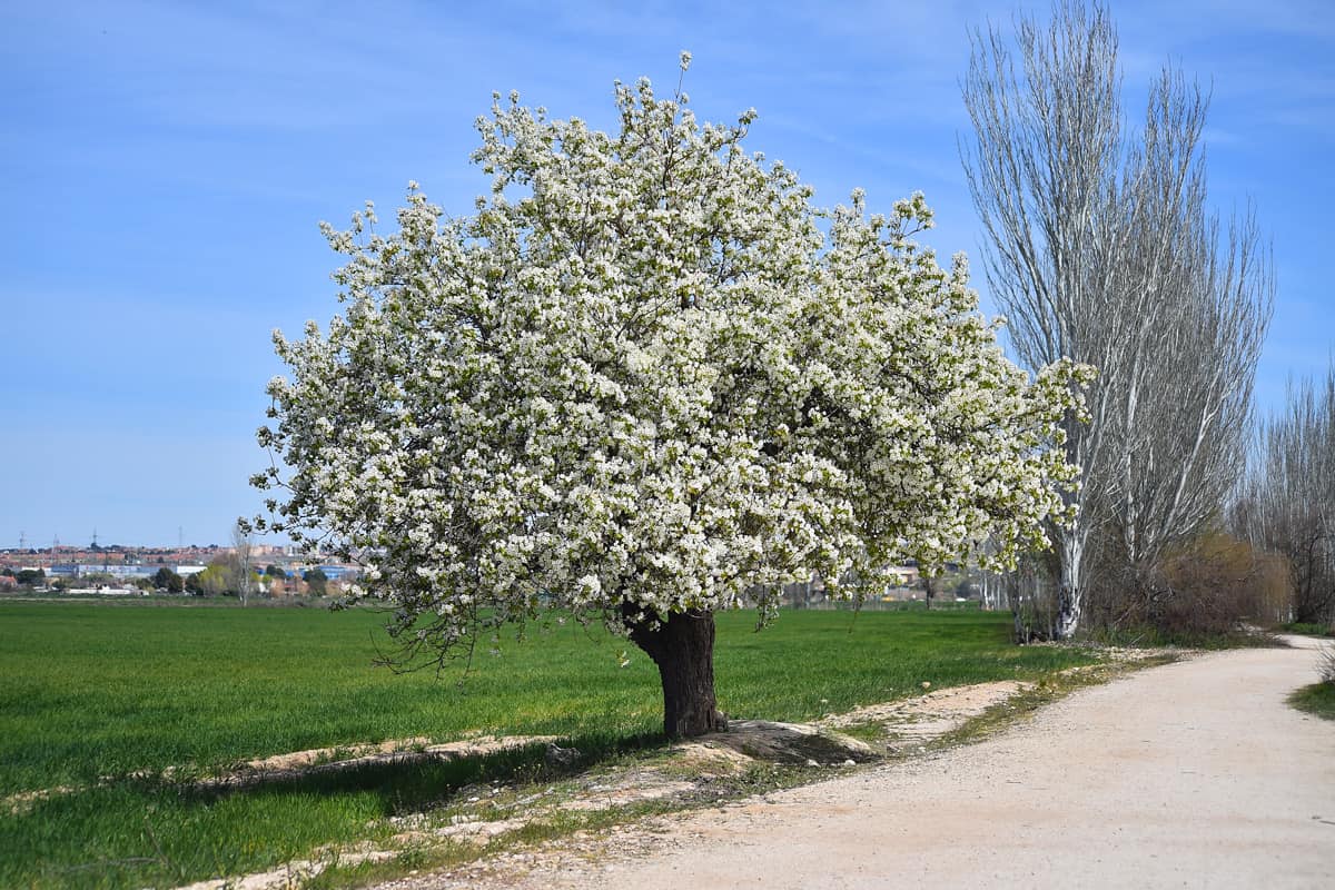 A tall Common Pear planted on the side of the road