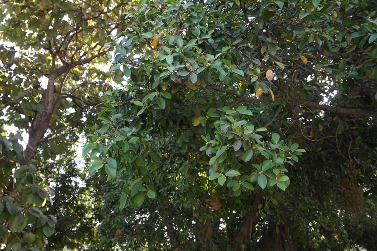A tall Ficus microcarpa tree