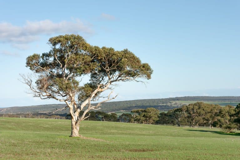 A tall Gum tree planted at a hill, What To Plant Under Gum Trees