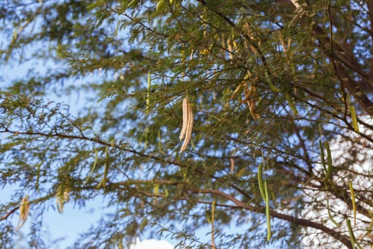 A tall Mesquite tree at the backyard garden, Why Is My Mesquite Tree Dying?