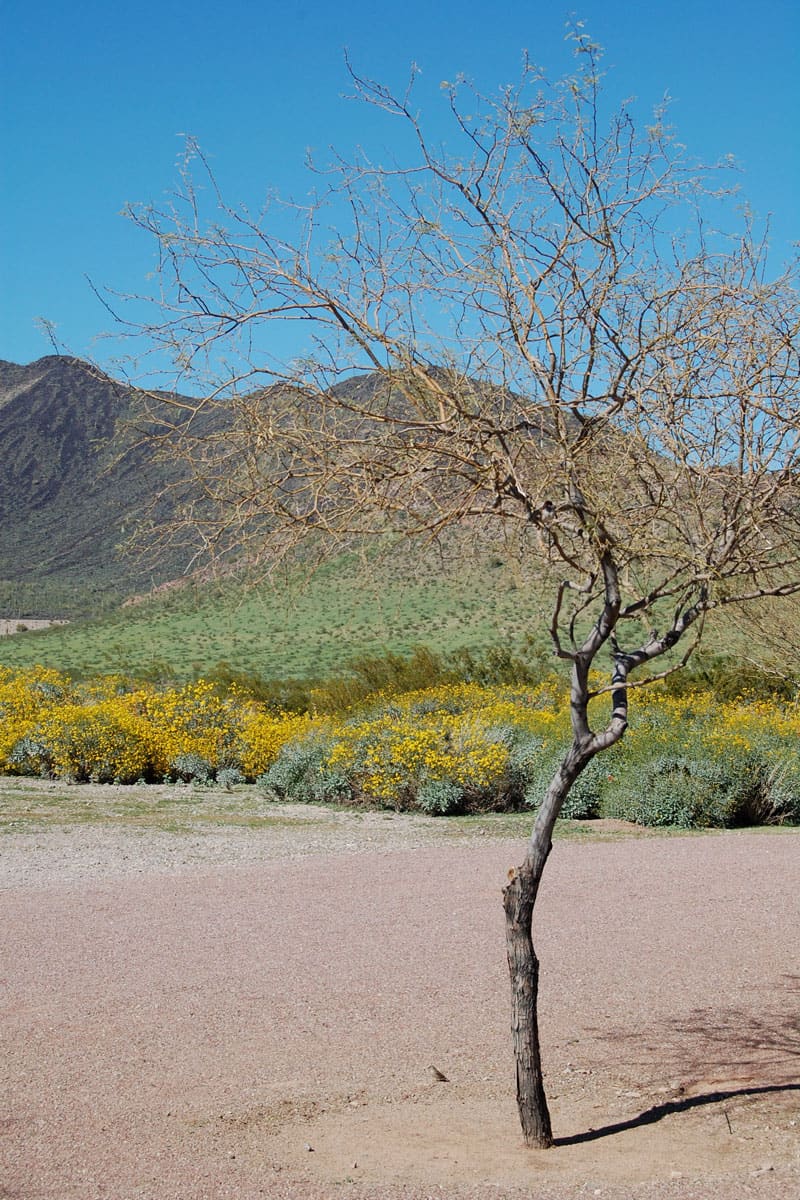 A tall dead Mesquite tree at a hot climate area