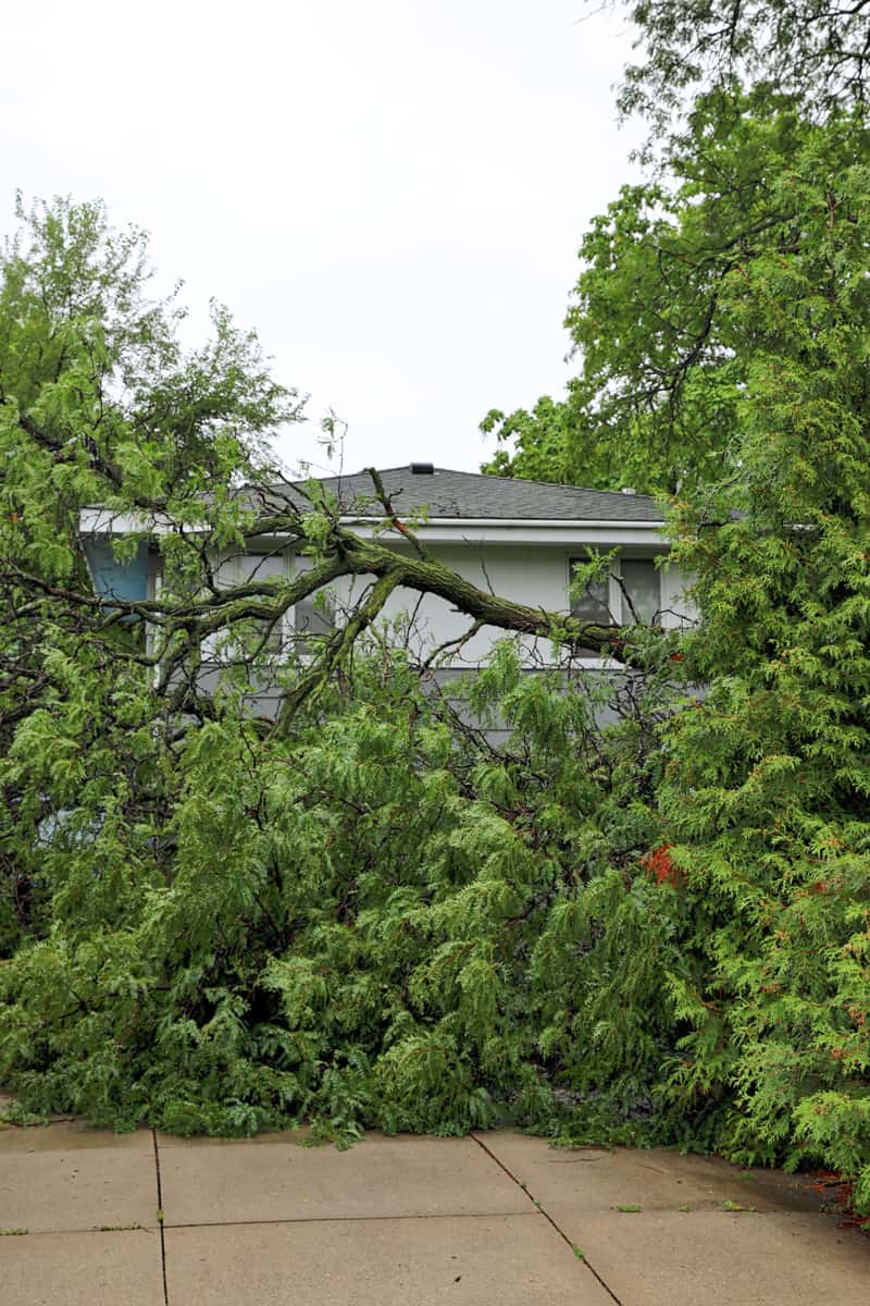 A tree fallen over a house due to strong winds